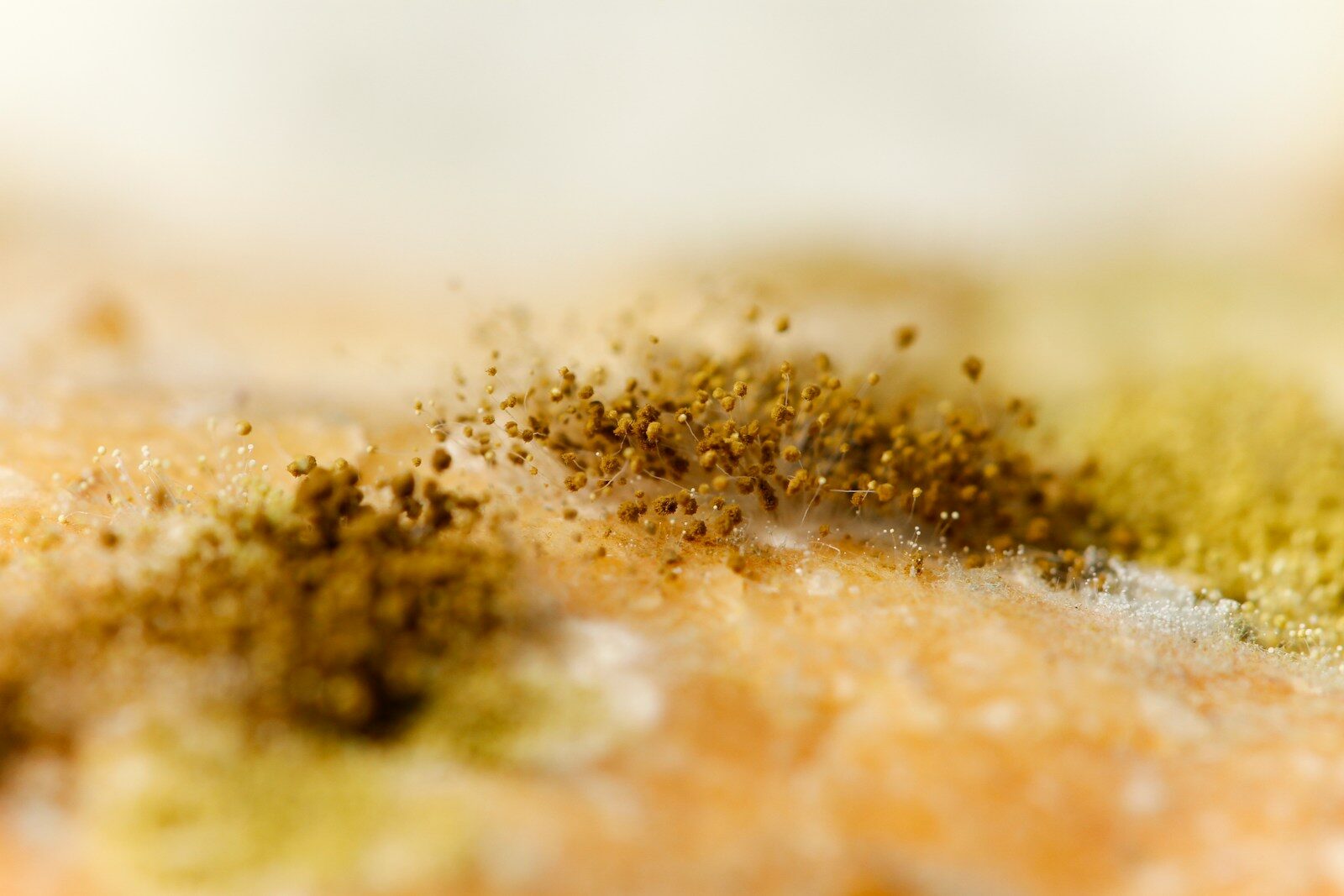 a close up of a pile of dirt