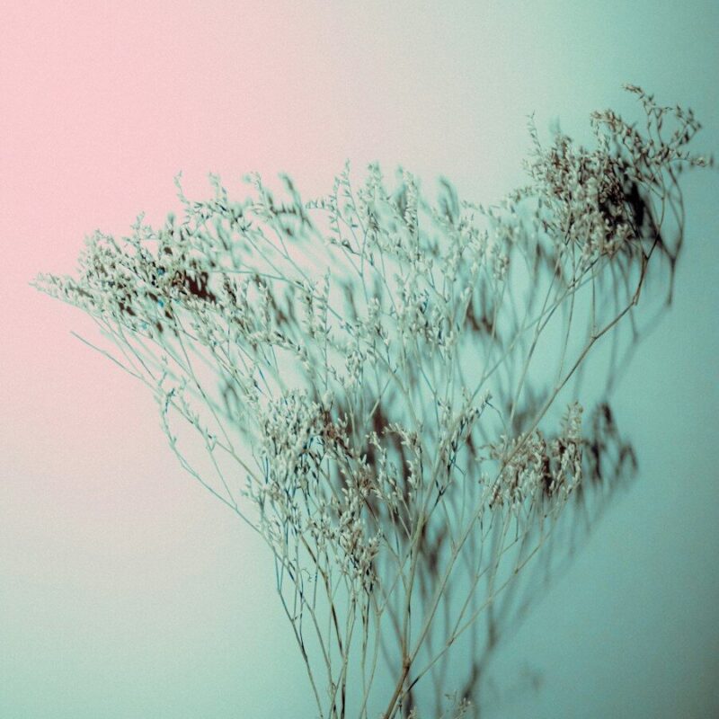 Dried white flowers casting shadows against a soft pink and teal gradient background