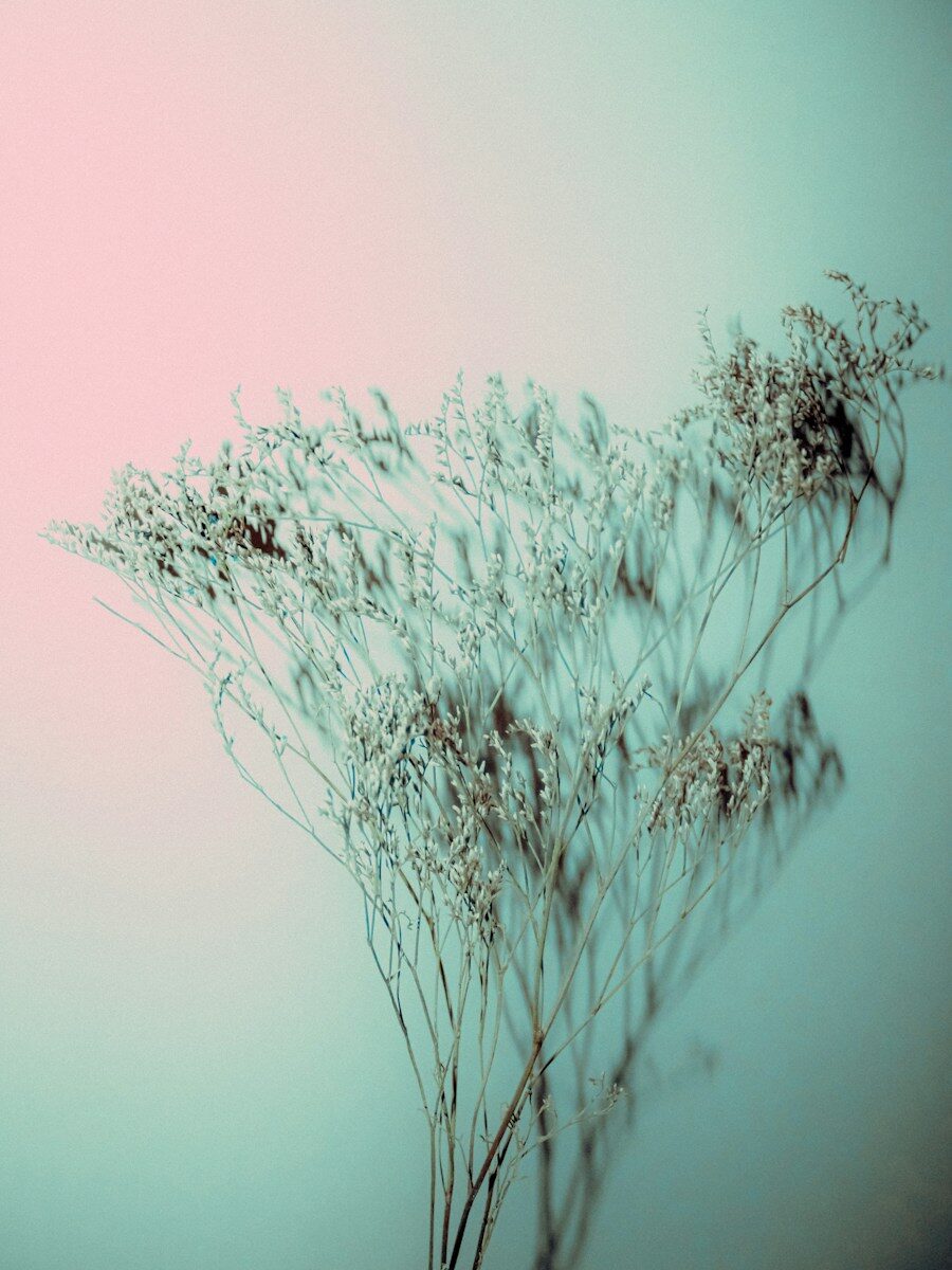 Dried white flowers casting shadows against a soft pink and teal gradient background
